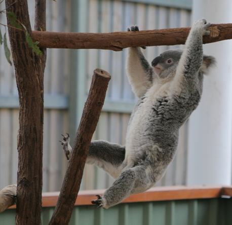 枝に掴まるコアラ