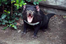 タスマニアンデビル