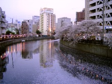 Cherry blossom trees bloom along the canal bank in Yokohama city